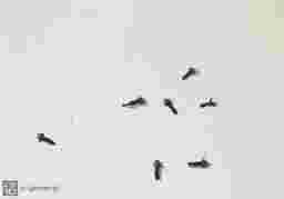painting image 0