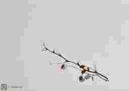 painting image 0