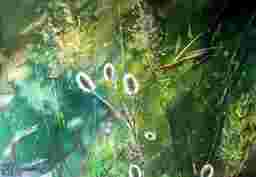 painting image 0