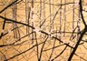 painting image 1