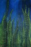 painting image 1